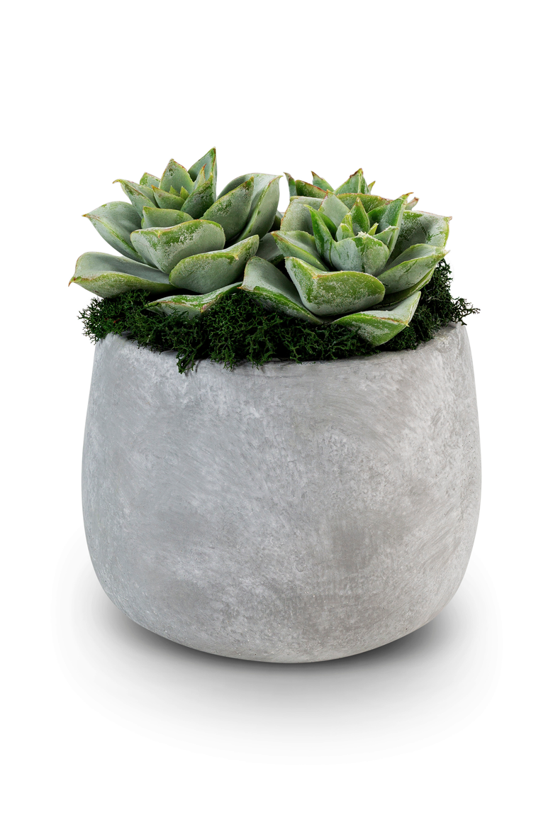 Sandy Ceramic Succulent Arrangement, Main, color, Green
