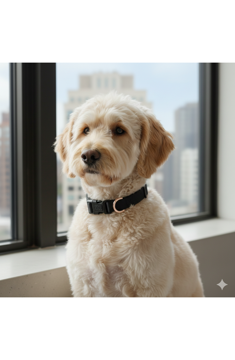 Dogistry City Collar, Alternate, color, Black - Extra Small