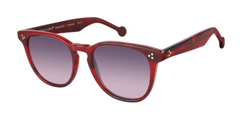 Colors In Optics Wooster Sunglasses In Wine Horn