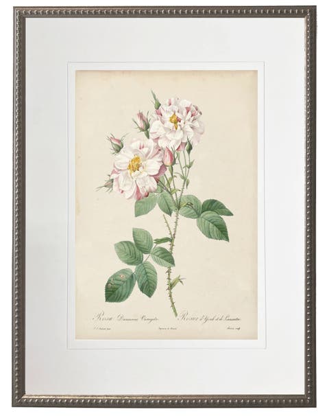 Vintage Pink Rose Print Matted In A Cream Mat