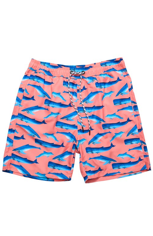 Snapper Rock Printed Swim Shorts In Pink