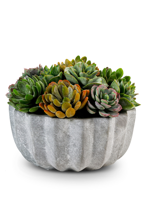 CocoBella Madison Pleated Ceramic Succulent Arrangement in Gray 