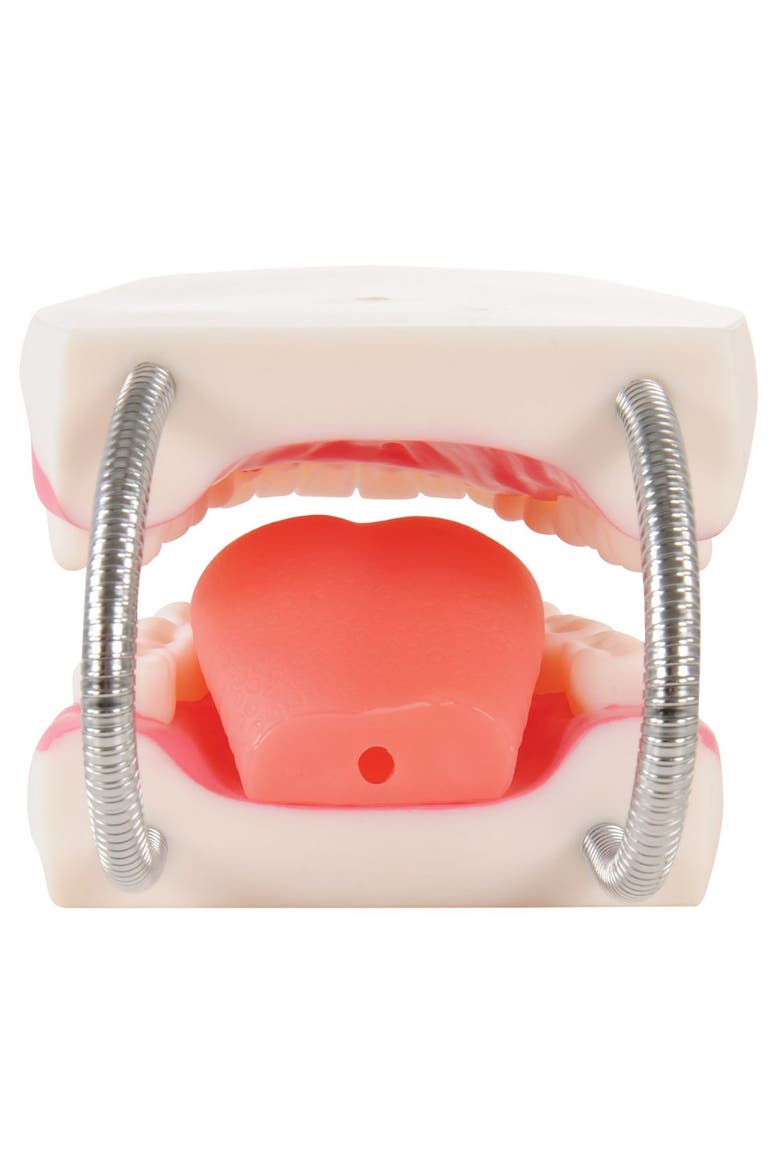 Healthy Smiles Dental Model, Alternate, color, Multicolored