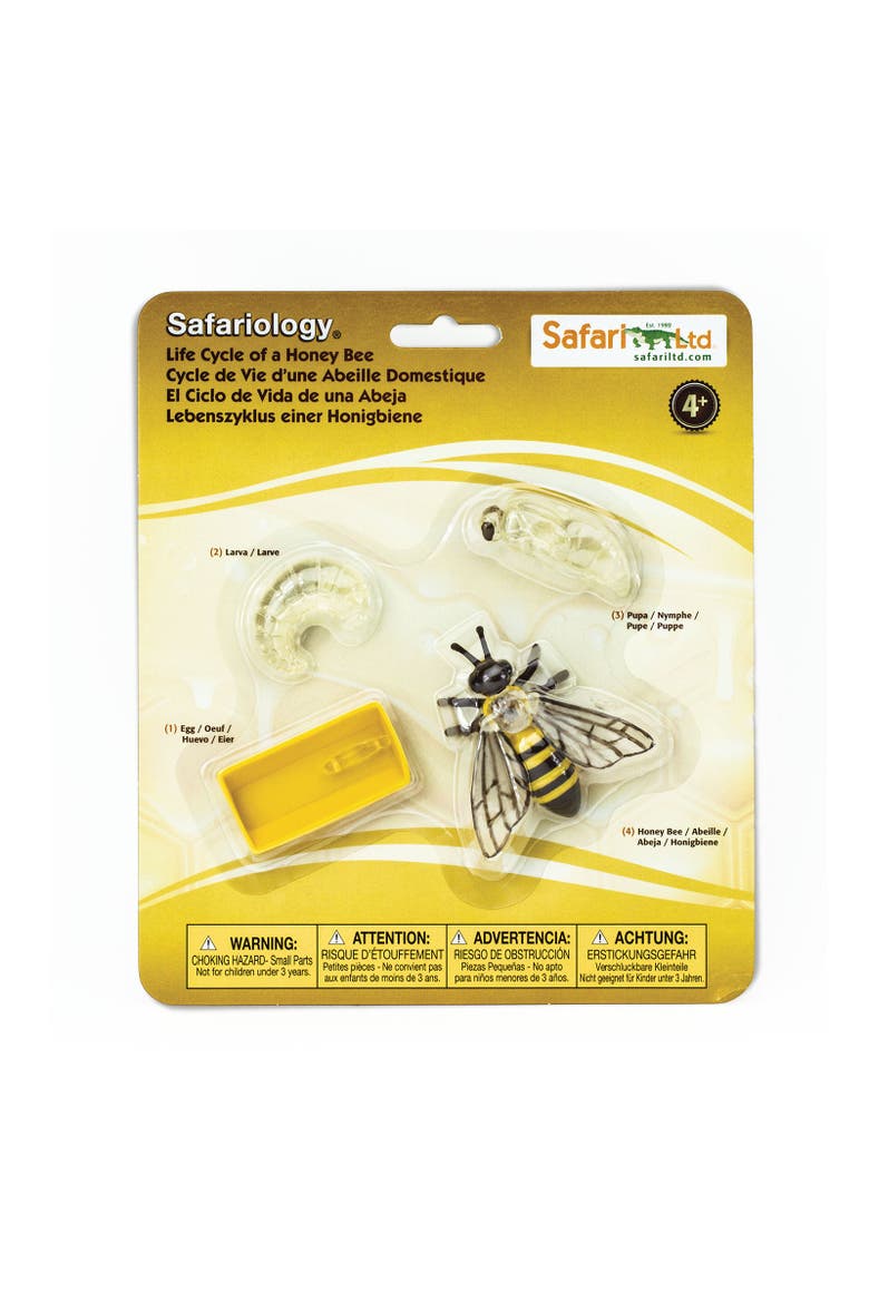Life Cycle Of A Honey Bee, Main, color, No Color