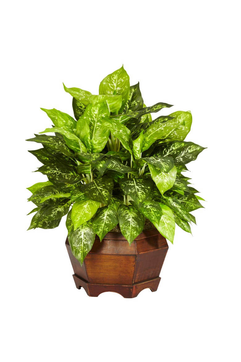 Variegated Dieffenbachia with Large Hexagon Artificial Plant, Main, color, Green