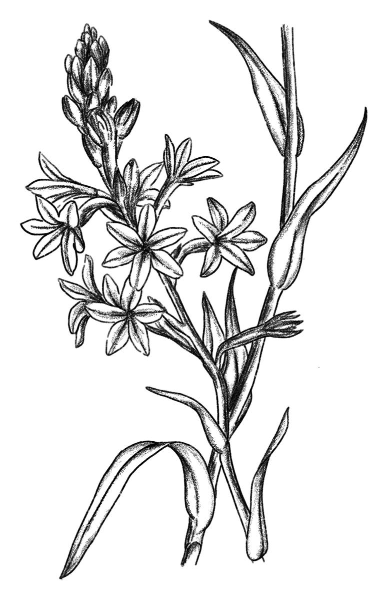 AMOUAGE Honour Woman Eau de Parfum, Alternate, color, 