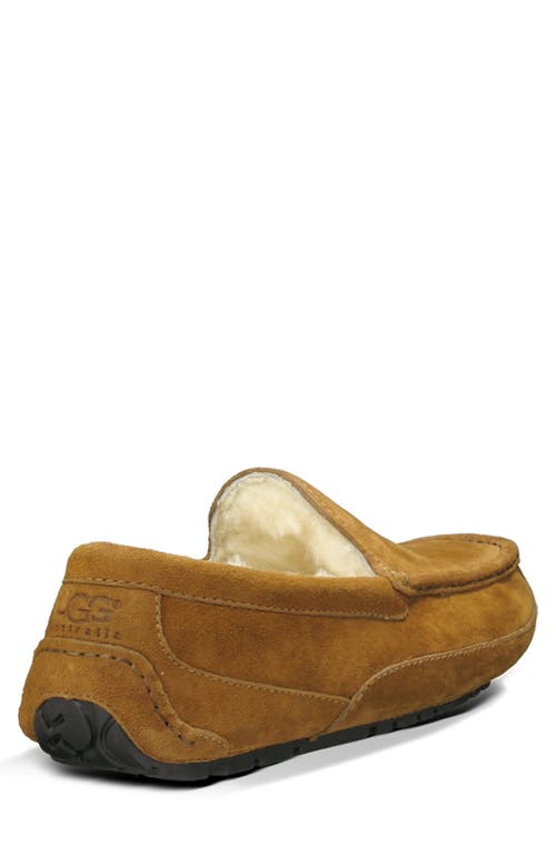 Ugg(r) Ascot Slipper In Brown