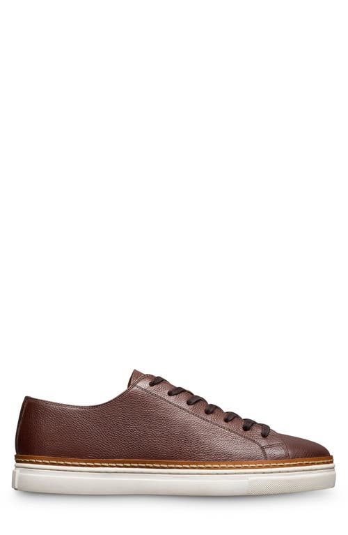 Allen Edmonds Percy Low Top Sneaker In Brown