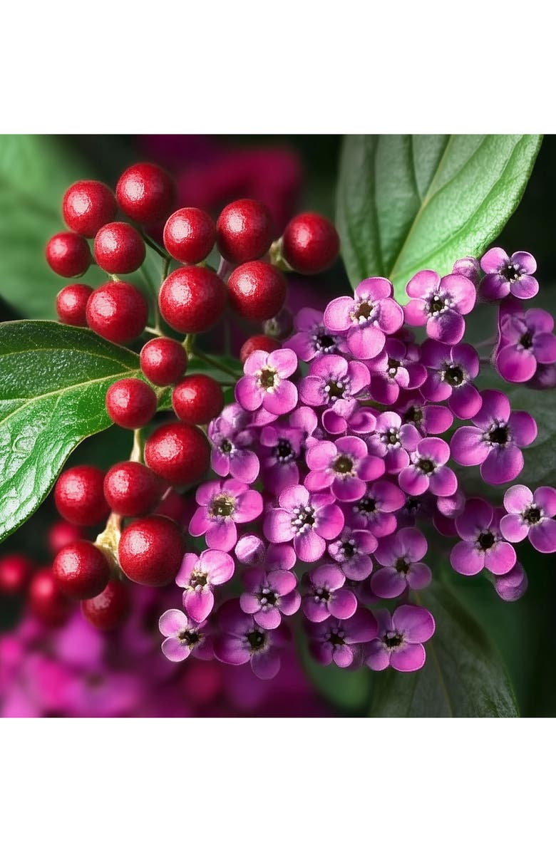 House of Sillage Mickey & Friends Amplifier Gift Set, Alternate, color, 