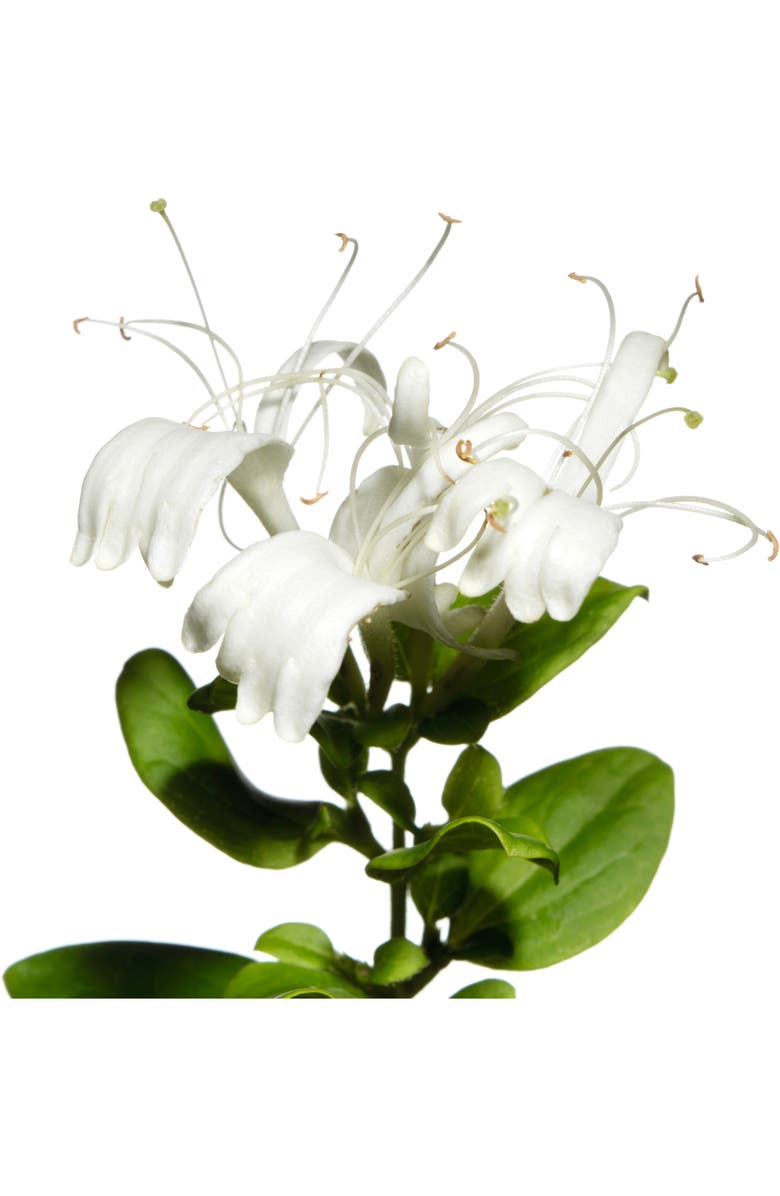 Derek Lam 10 Crosby 'Drunk on Youth' Eau de Parfum, Alternate, color, 