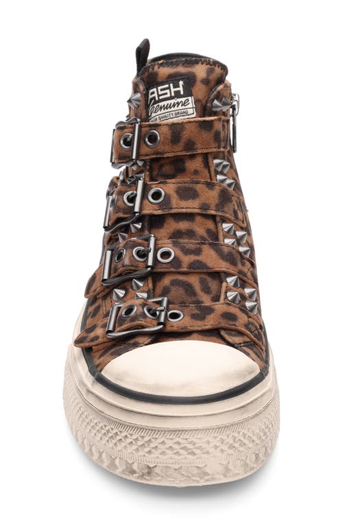 Ash Rainbow Studs High Top Platform Sneaker In Brown