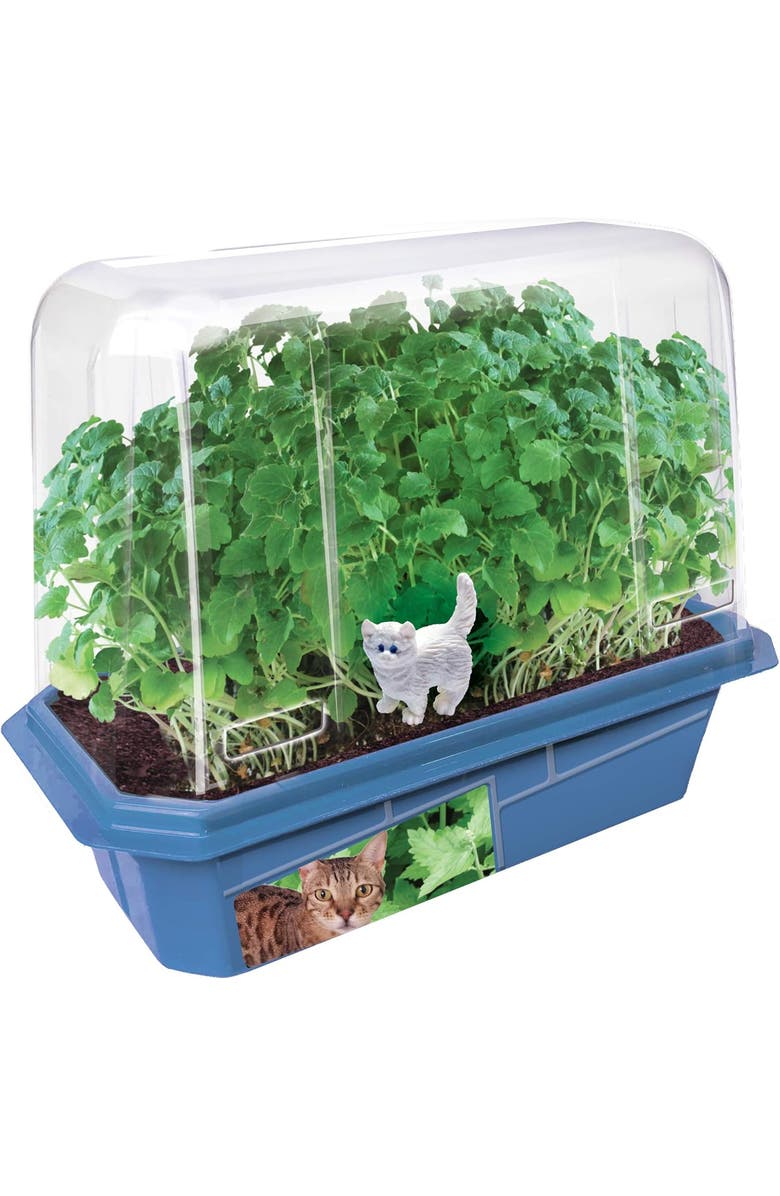 Toys By Nature Miniature Worlds Organic Catnip Windowsill Terrarium Starter Kit, Complete Supplies and Easy-to-Grow Indoor Plants, Alternate, color, NO COLOR