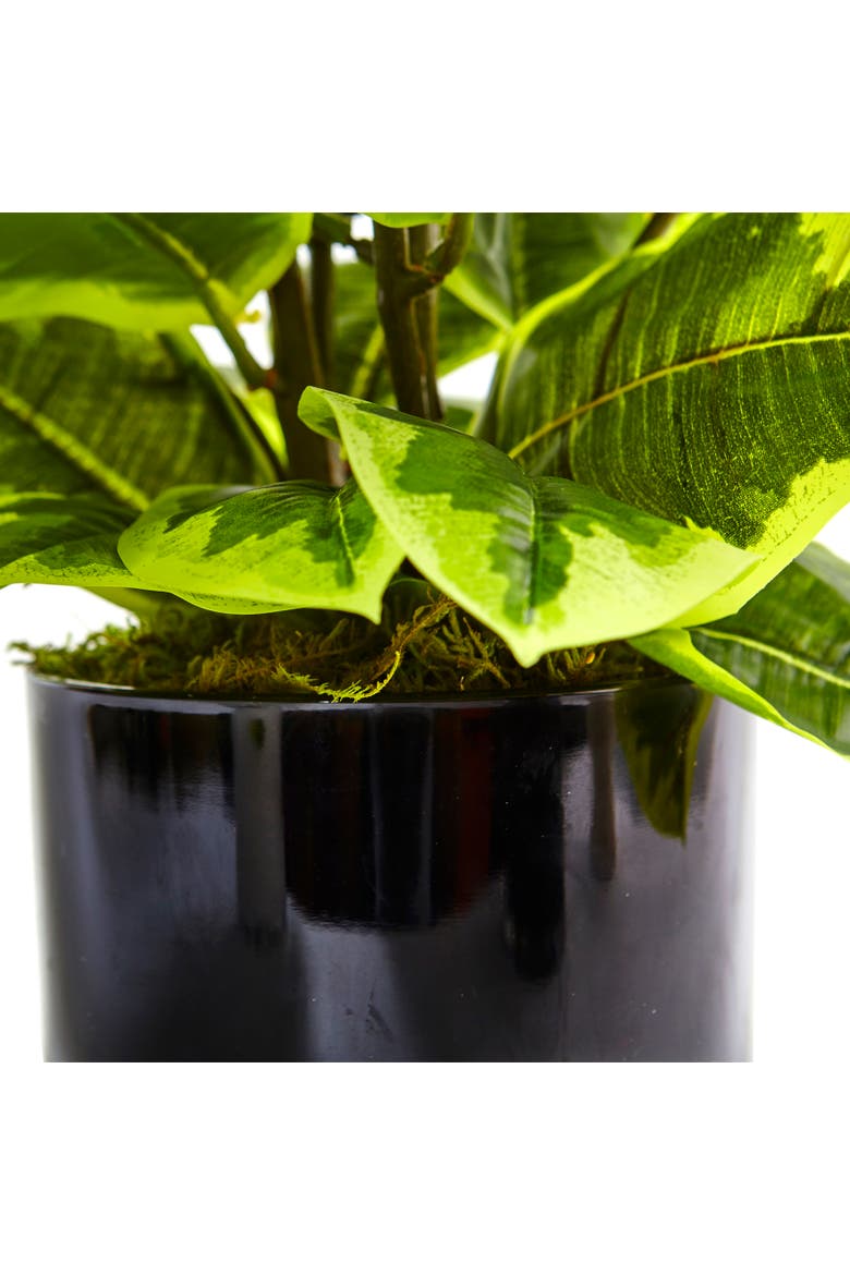 Artificial Rubber Plant in Glossy Cylinder, Alternate, color, Green