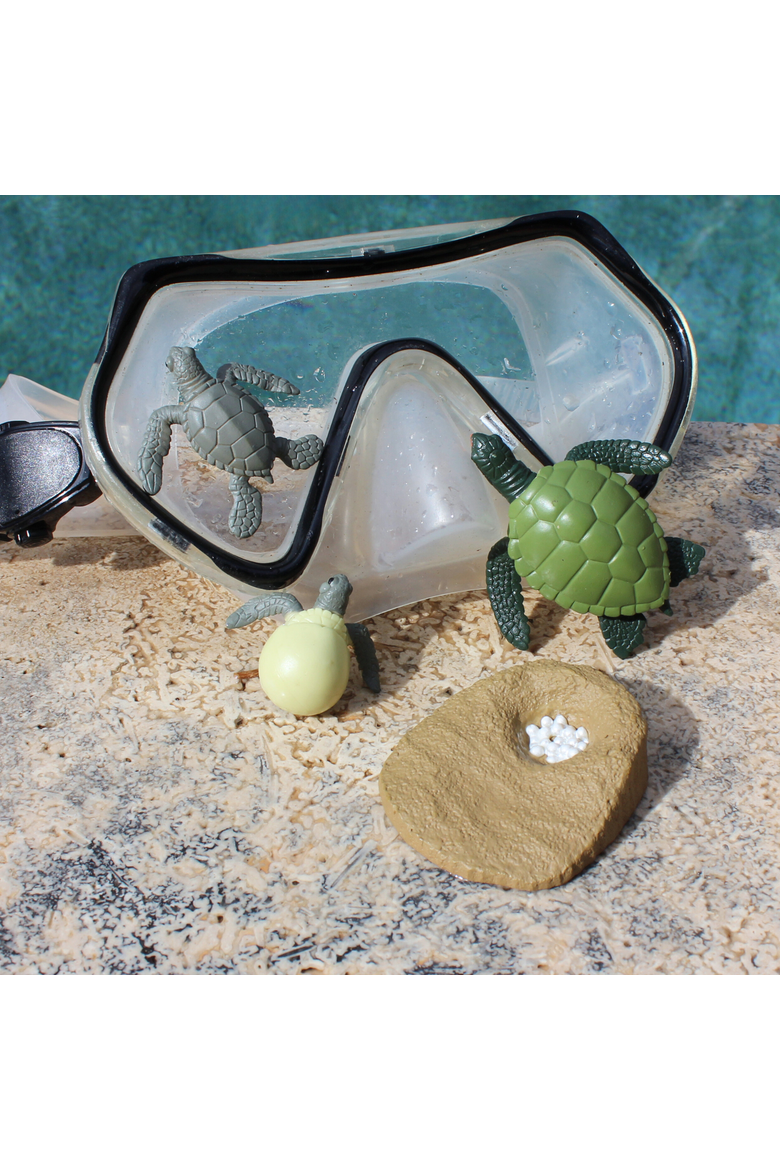 Life Cycle Of A Green Sea Turtle, Alternate, color, No Color