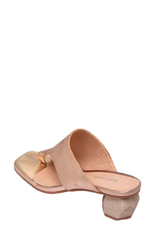 Antelope Afton Toe Loop Leather Dress Sandal In Gold