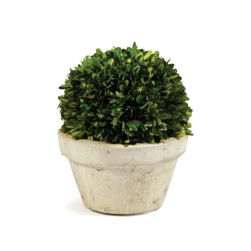 Napa Home & Garden Boxwood Ball In Pot Large In Multi
