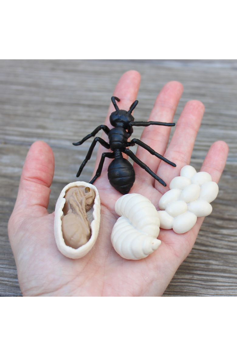 Life Cycle Of An Ant, Alternate, color, No Color