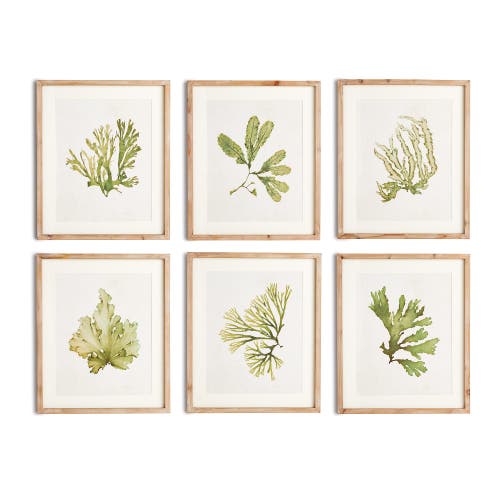 Napa Home & Garden Kelp Prints, Set Of 6 In Green