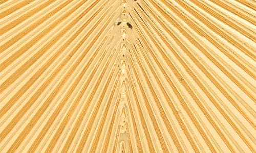 St. Moran Deco Drop Earrings In Gold