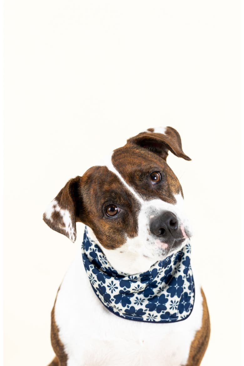 Ryder Pet Bandana, Alternate, color, Ryder