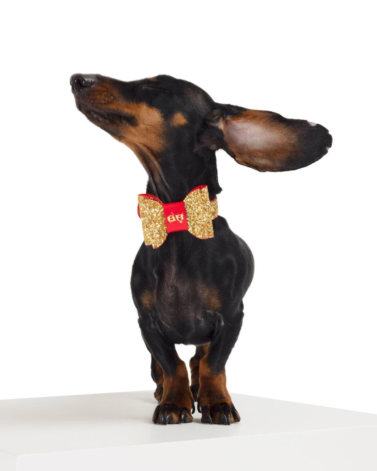 Moshiqa Glam Dog Collar in Gold at Nordstrom, Size Medium