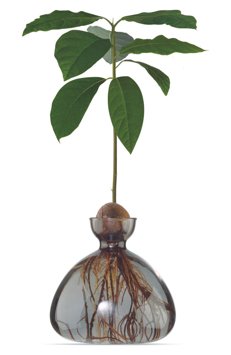 ILEX STUDIO Avocado Vase, Main, color,