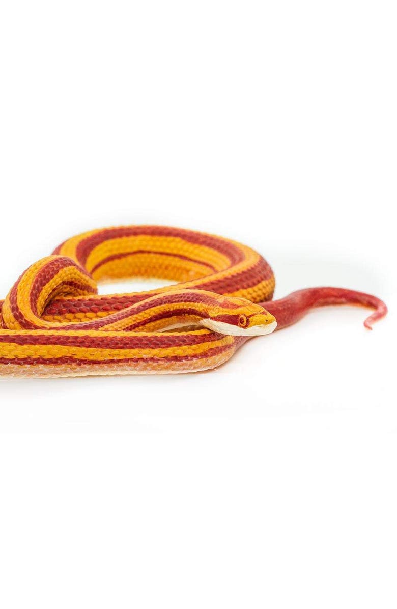 Safari Ltd. Corn Snake Toy, Alternate, color, NO COLOR