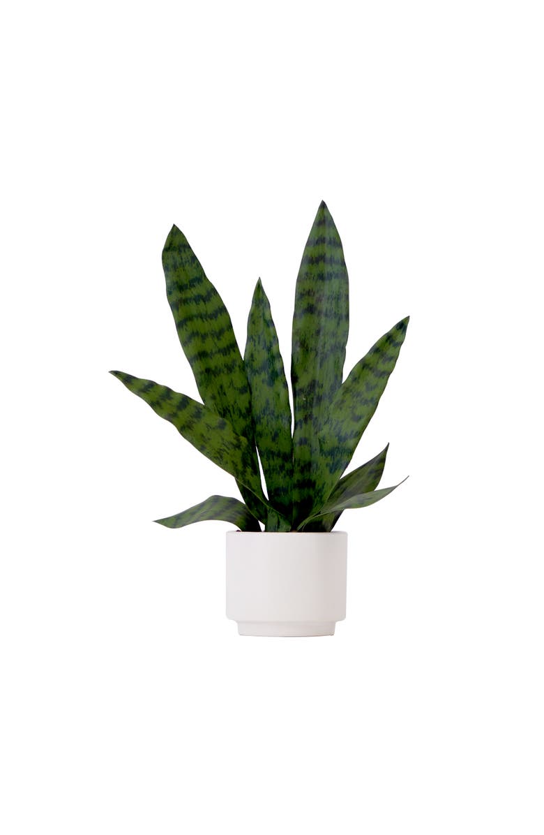 NEARLY NATURAL 16-in Artificial Sansevieria Snake Plant with Decorative Planter, Main, color, Green
