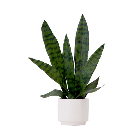 16-in Artificial Sansevieria Snake Plant with Decorative Planter