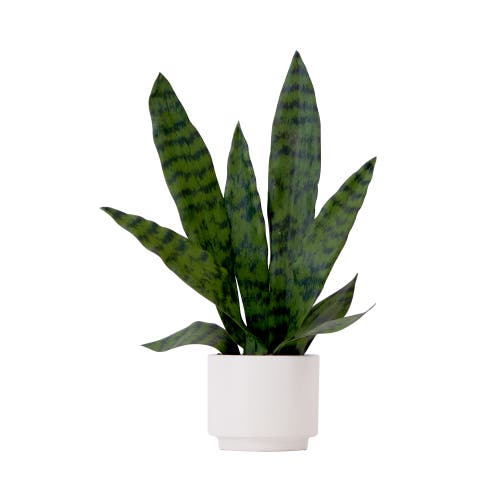 NEARLY NATURAL 16-in Artificial Sansevieria Snake Plant with Decorative Planter in Green at Nordstrom