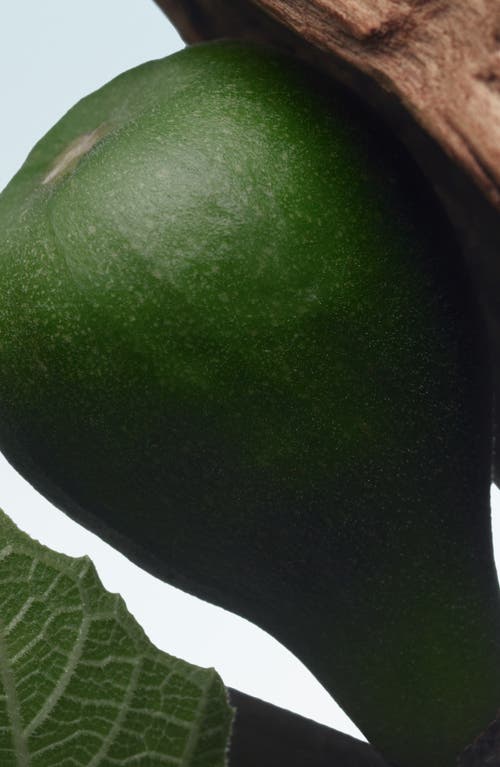Dries Van Noten Santal Greenery Eau De Parfum