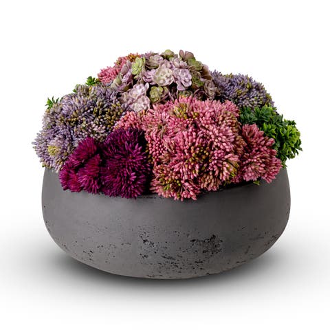 Georgina Sedum Arrangement