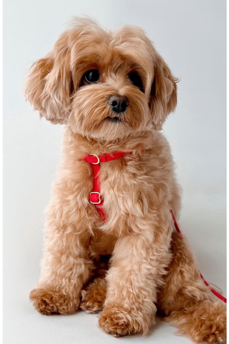 Cloud Lite Waterproof Dog Harness, Alternate, color, CHERRY RED