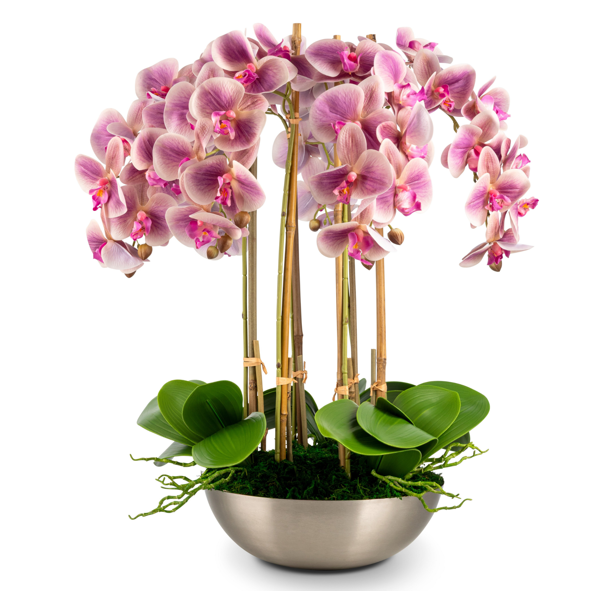 Periwinkle