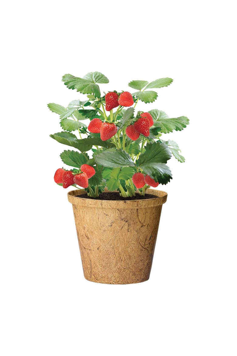 Growing Fruits Classroom Kit, Alternate, color, brown