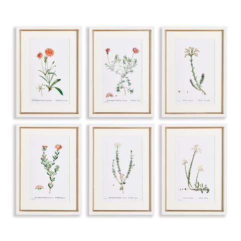 Flower Studies In Shades Of Blush Framed Wall Art Set of 6