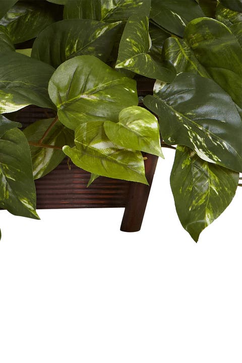 Pothos with Rectangle Decorative Planter