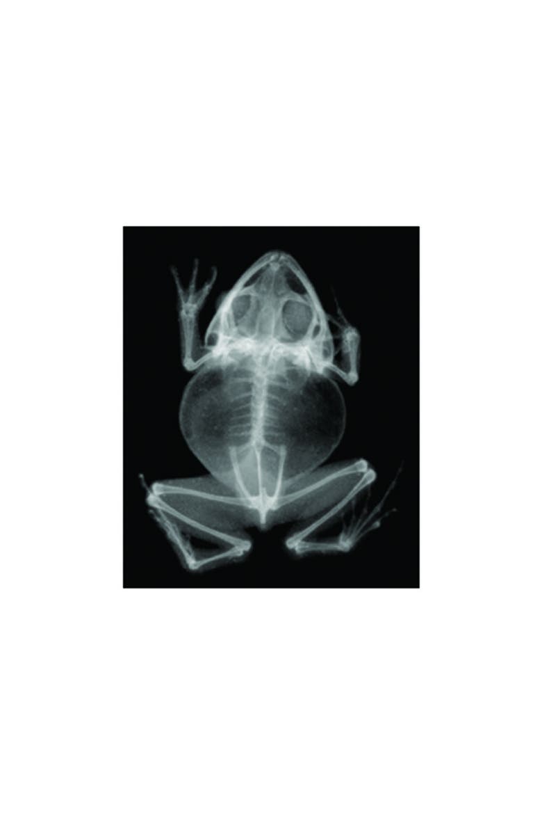 Transparent Animal X-Rays and Pictures, Alternate, color, Multicolor