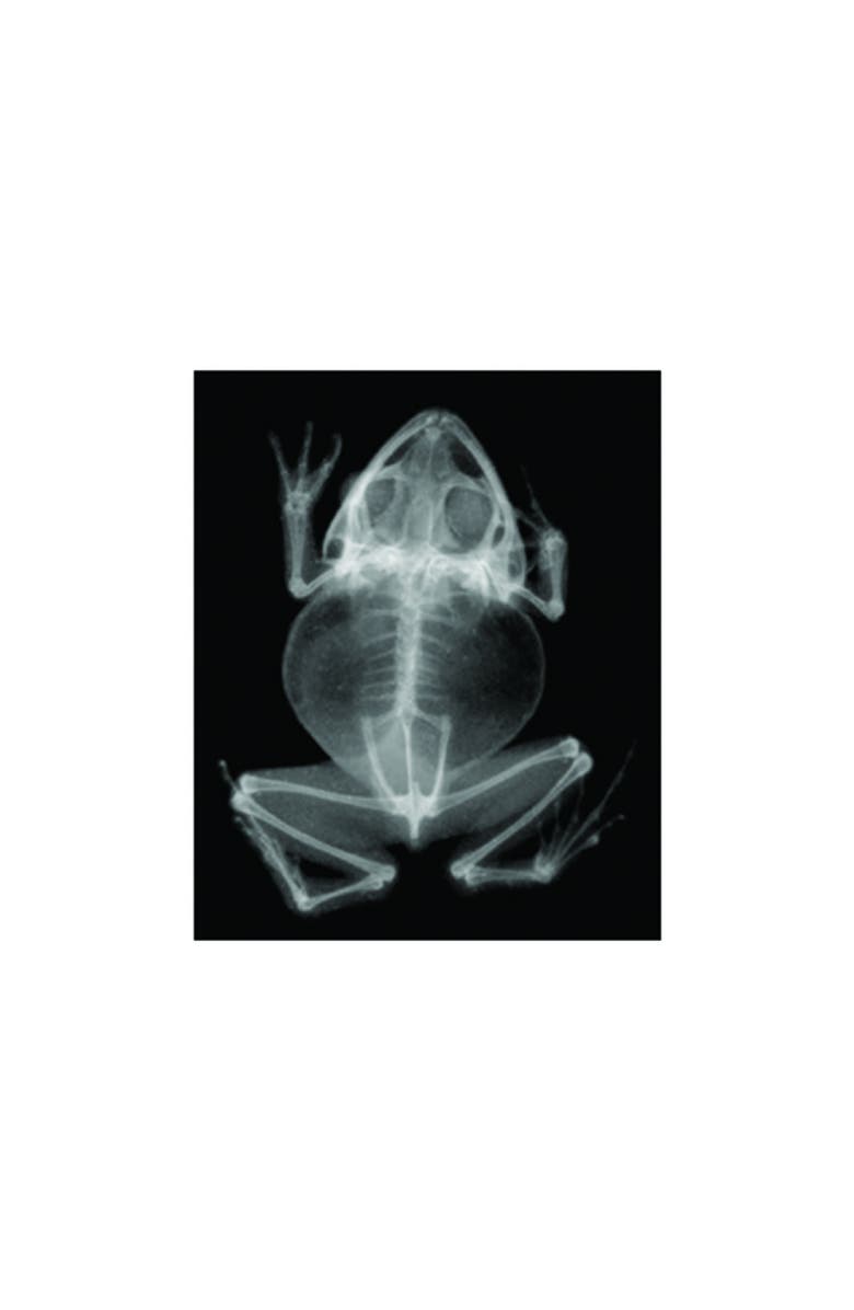 Roylco Transparent Animal X-Rays and Pictures, Alternate, color, Multicolor