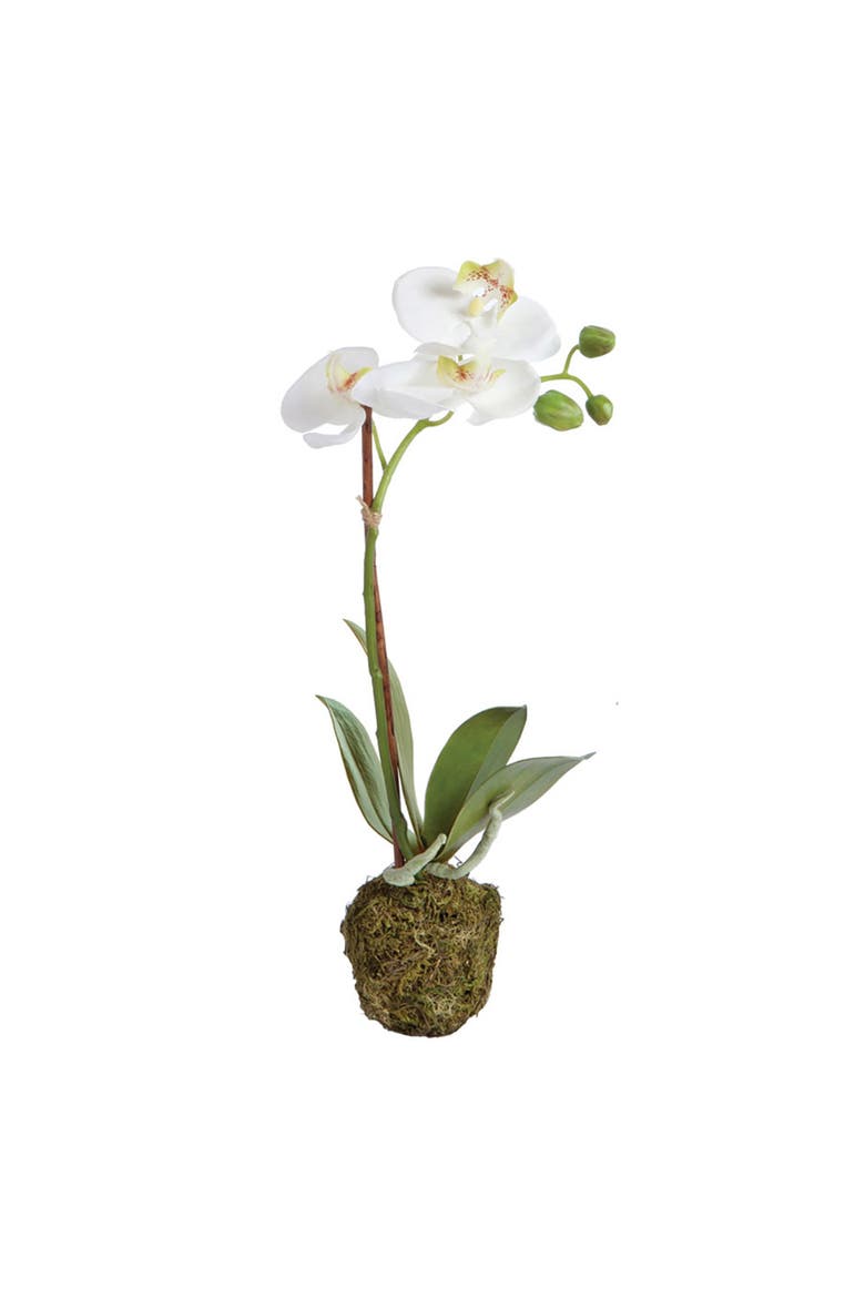 Phalaenopsis Orchid Drop-In 15", Main, color, White
