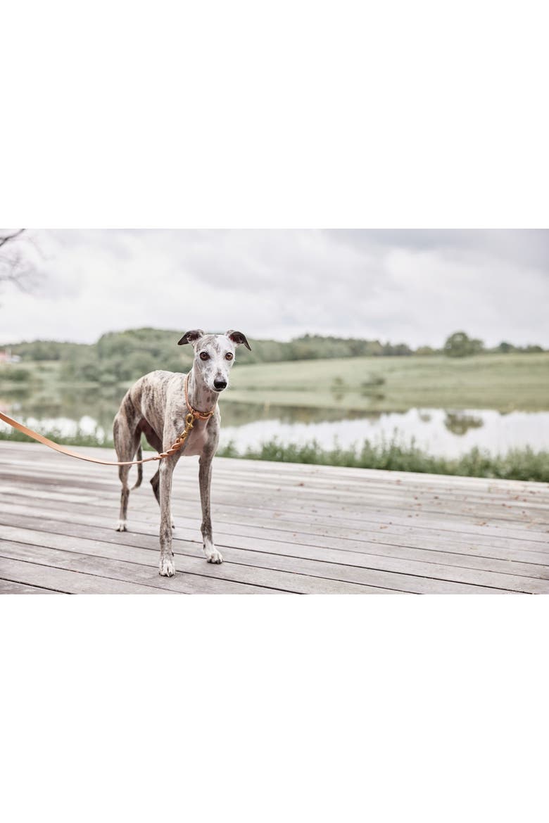 Robin Dog Collar, Alternate, color, Natural