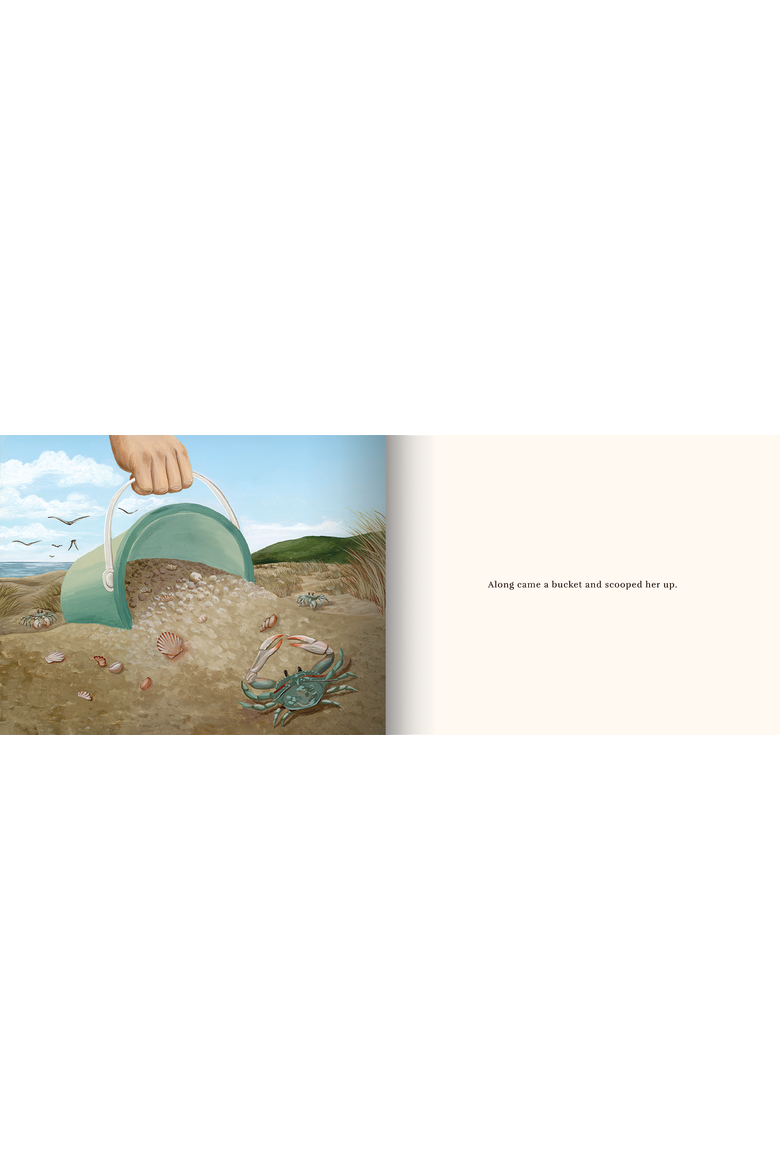 A Sand Story Book, Alternate, color, Seashells