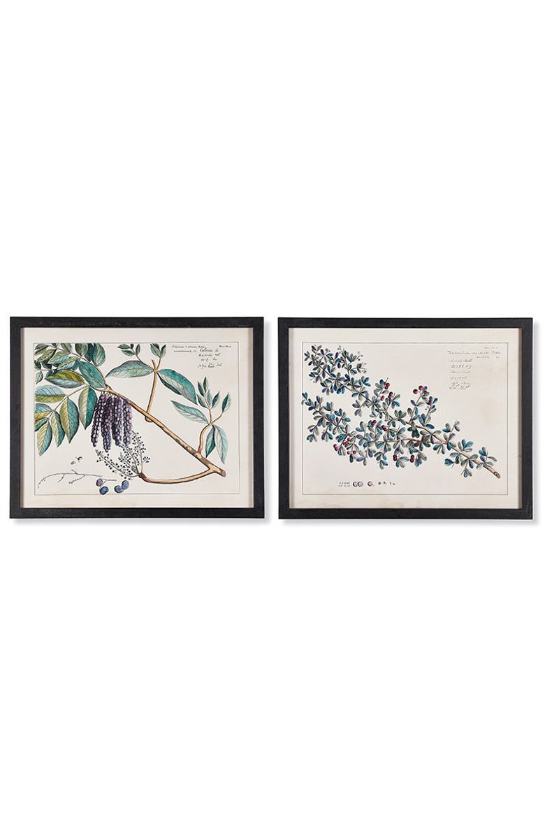 Napa Home & Garden Berry Branch Botanical Study, Set Of 6, Alternate, color, 