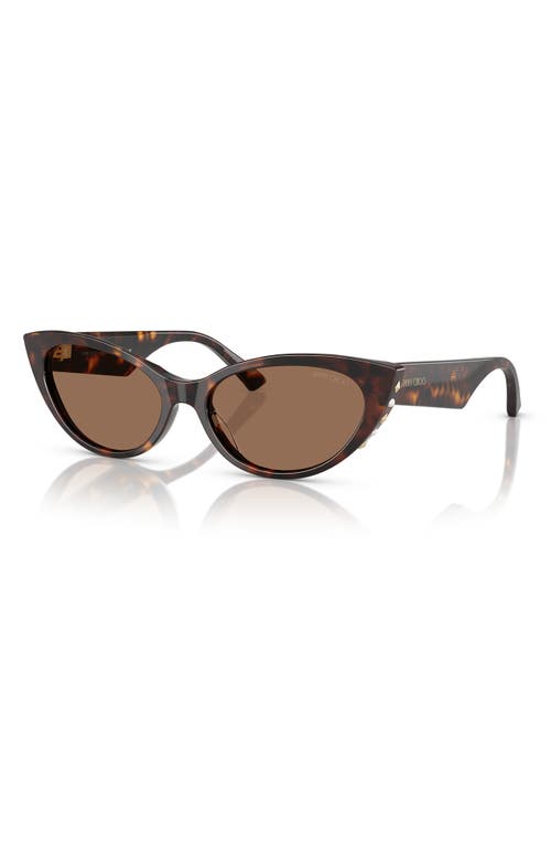 Jimmy Choo 55mm Cat Eye Sunglasses In Havana