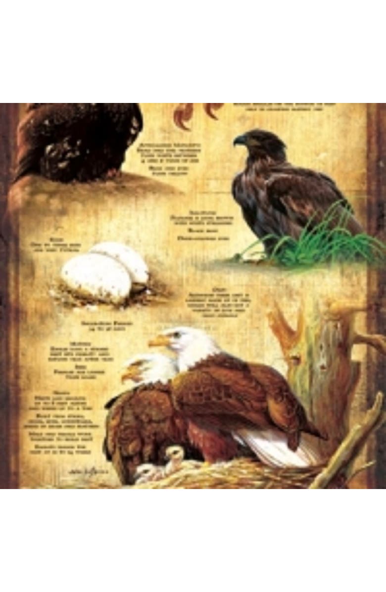 Sunsout Life Cycle of the Bald Eagle 500 piece Jigsaw Puzzle for Adults, Alternate, color, Multicolor