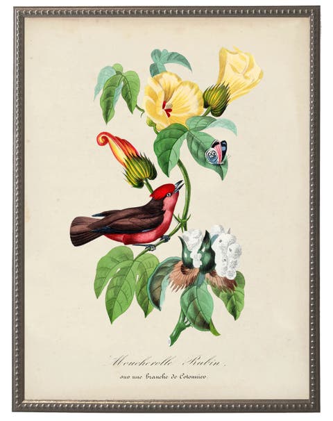 Vintage Flycatcher And Flower Print On A Distressed Background In Frame