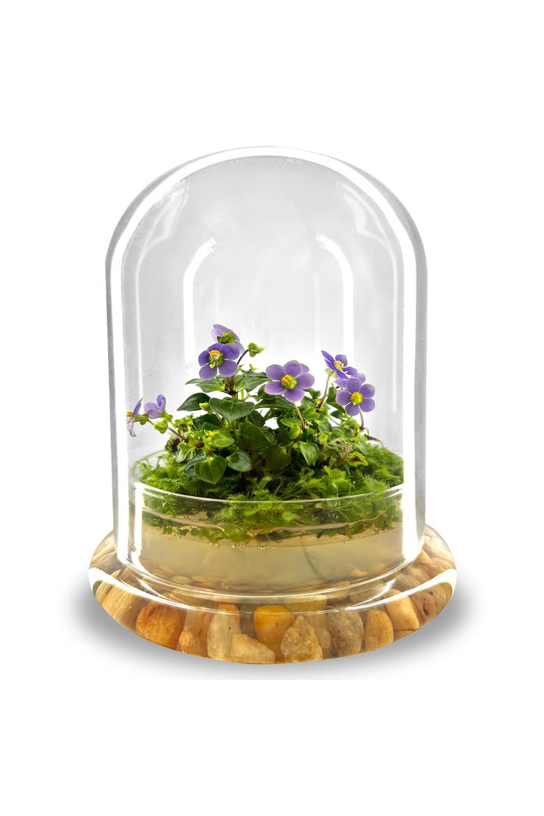 Persian Violet Live in Terrarium Jar, Main, color, Purple