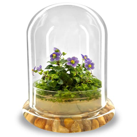 Persian Violet Live in Terrarium Jar