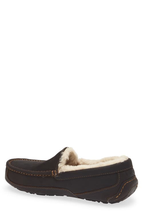 Ugg(r) Ascot Slipper In Brown