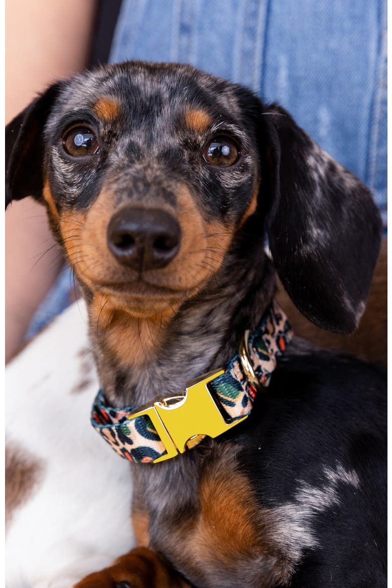 Beckett Dog Collar, Alternate, color, Beckett